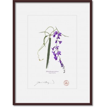203 Hardenbergia violacea - A4 Print Ready to Frame With 12″ × 16″ Mat and Backing