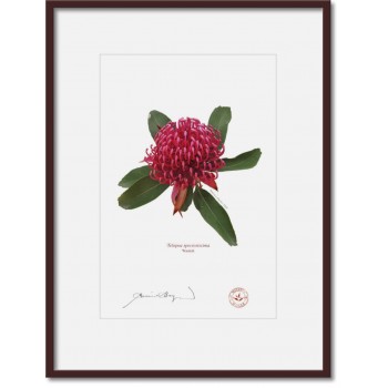 205 Waratah (Telopea speciosissima) - A4 Print Ready to Frame With 12″ × 16″ Mat and Backing