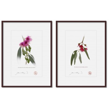 Eucalyptus leucoxylon subspecies Diptych - A4 Prints Ready to Frame With 12″ × 16″ Mats and Backing