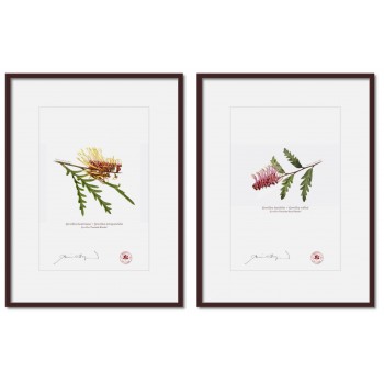 Grevillea Collection 2 Diptych - A4 Prints Ready to Frame With 12″ × 16″ Mats and Backing