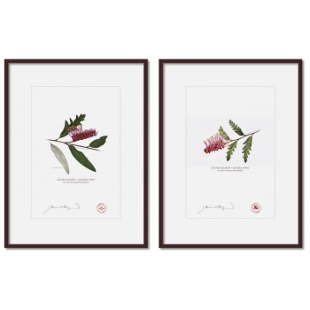 Grevillea 'Poorinda Royal Mantle' Diptych - A4 Prints Ready to Frame With 12″ × 16″ Mats and Backing