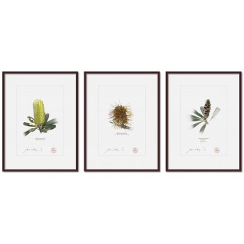 Life of a Banksia Flower Triptych - A4 Prints Ready to Frame With 12″ × 16″ Mats and Backing