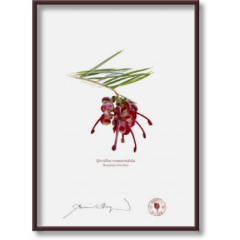 041 Rosemary Grevillea (Grevillea rosmarinifolia) - 5″ × 7″ Flat Print, No Mat