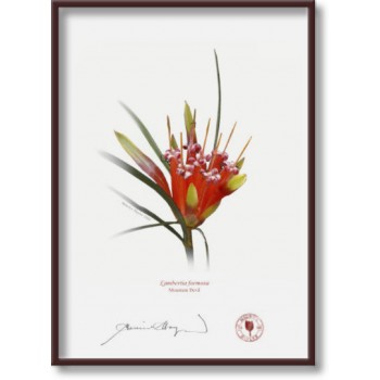 095 Mountain Devil (Lambertia formosa) - 5″ × 7″ Flat Print, No Mat