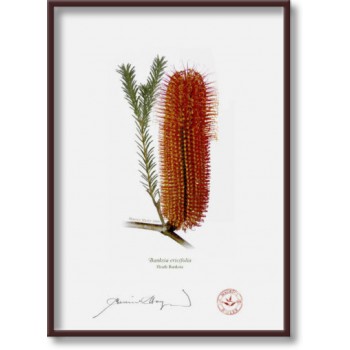 148 Heath Banksia (Banksia ericifolia) - 5″ × 7″ Flat Print, No Mat