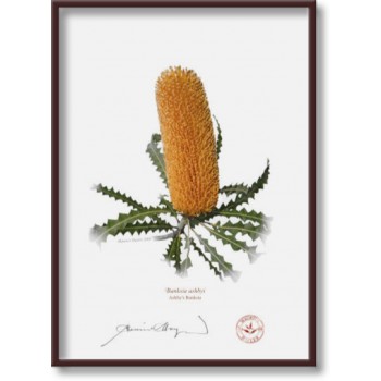 154 Ashby's Banksia (Banksia ashbyi) - 5″ × 7″ Flat Print, No Mat