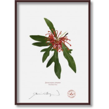 155 Firewheel Tree (Stenocarpus sinuatus) - 5″ × 7″ Flat Print, No Mat