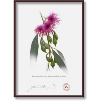 Eucalyptus 'Rosea' Cultivars Diptych - 5″ × 7″ Flat Prints, No Mats
