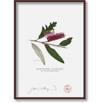 Grevillea 'Poorinda Royal Mantle' Diptych - 5″ × 7″ Flat Prints, No Mats