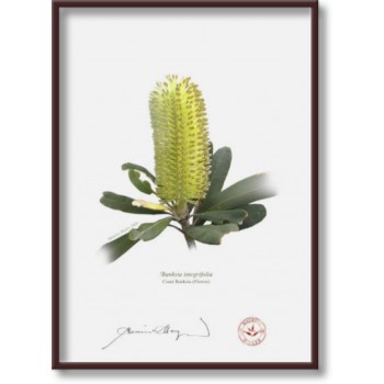 192 Coast Banksia Flower (Banksia integrifolia) - 5″ × 7″ Flat Print, No Mat