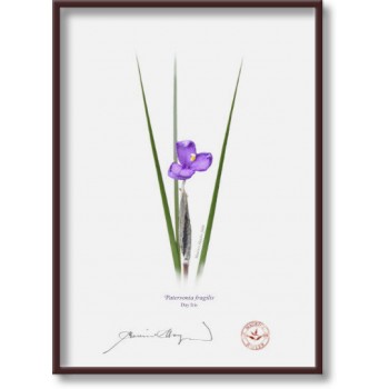 204 Day Iris (Patersonia fragilis) - 5″ × 7″ Flat Print, No Mat
