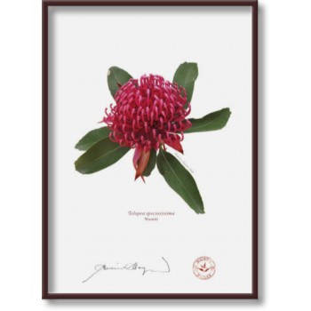 205 Waratah (Telopea speciosissima) - 5″ × 7″ Flat Print, No Mat