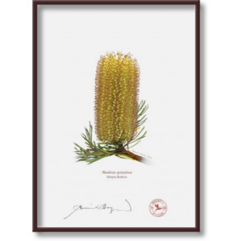 Banksia Flower Collection 1 Triptych - 5″ × 7″ Flat Prints, No Mats