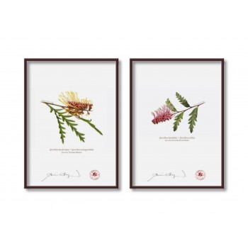 Grevillea Collection 2 Diptych - 5″ × 7″ Flat Prints, No Mats