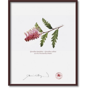 Grevillea Collection 2 Diptych - 8″ × 10″ Flat Prints, No Mats