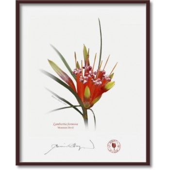 095 Mountain Devil (Lambertia formosa) - 8″ × 10″ Flat Print, No Mat