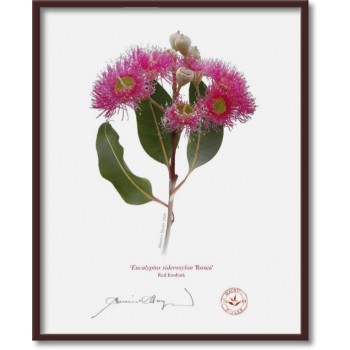 Eucalyptus 'Rosea' Cultivars Diptych - 8″ × 10″ Flat Prints, No Mats