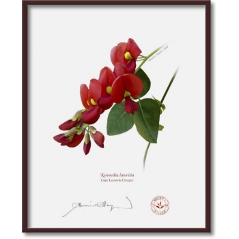 Kennedia species Diptych - 8″ × 10″ Flat Prints, No Mats