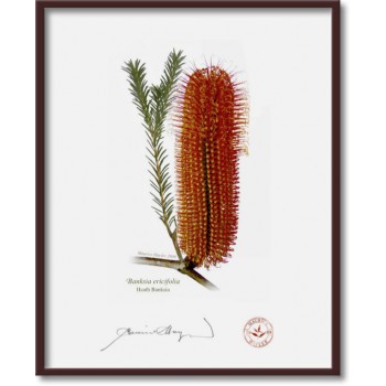 Banksia Flower Collection 4 Diptych - 8″ × 10″ Flat Prints, No Mats