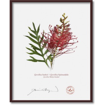 Grevillea Collection 1 Diptych - 8″ × 10″ Flat Prints, No Mats