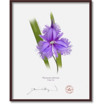 163 Fringe Lily (Thysanotus tuberosus) - 8″ × 10″ Flat Print, No Mat