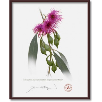 Eucalyptus leucoxylon subspecies Diptych - 8″ × 10″ Flat Prints, No Mats