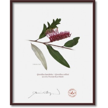 Grevillea 'Poorinda Royal Mantle' Diptych - 8″ × 10″ Flat Prints, No Mats