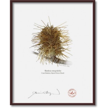 193 Spent Coast Banksia Flower (Banksia integrifolia) - 8″ × 10″ Flat Print, No Mat