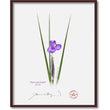 204 Day Iris (Patersonia fragilis) - 8″ × 10″ Flat Print, No Mat