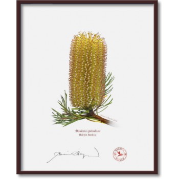 Banksia Flower Collection 1 Triptych - 8″ × 10″ Flat Prints, No Mats