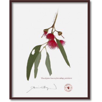 Eucalyptus leucoxylon subspecies Diptych - 8″ × 10″ Flat Prints, No Mats