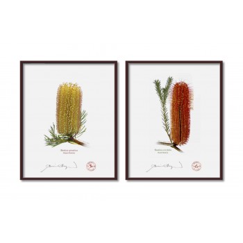Banksia Flower Collection 3 Diptych - 8″ × 10″ Flat Prints, No Mats