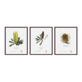 Life of a Banksia Flower Triptych - 8″ × 10″ Flat Prints, No Mats
