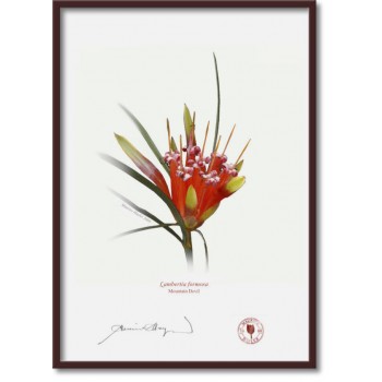 095 Mountain Devil (Lambertia formosa) - A4 Flat Print, No Mat