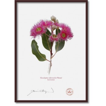 Eucalyptus 'Rosea' Cultivars Diptych - A4 Flat Prints, No Mats