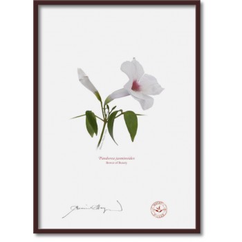 123 Pandorea jasminoides - A4 Flat Print, No Mat