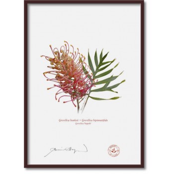 Grevillea Collection 1 Diptych - A4 Flat Prints, No Mats