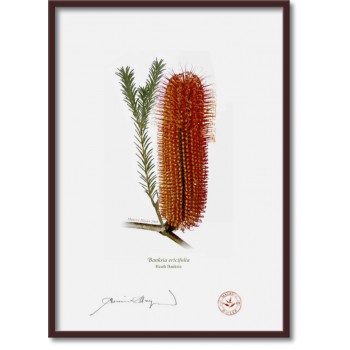 148 Heath Banksia (Banksia ericifolia) - A4 Flat Print, No Mat