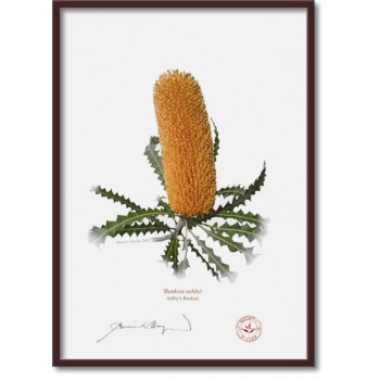 154 Ashby's Banksia (Banksia ashbyi) - A4 Flat Print, No Mat