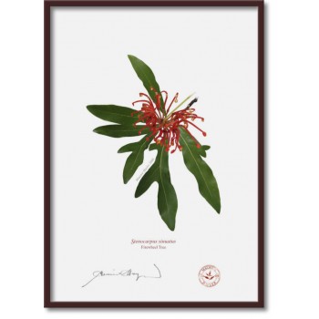 155 Firewheel Tree (Stenocarpus sinuatus) - A4 Flat Print, No Mat