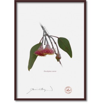 161 Eucalyptus caesia - A4 Flat Print, No Mat