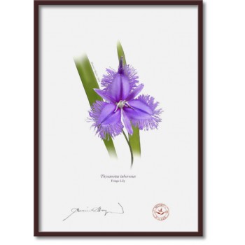 163 Fringe Lily (Thysanotus tuberosus) - A4 Flat Print, No Mat