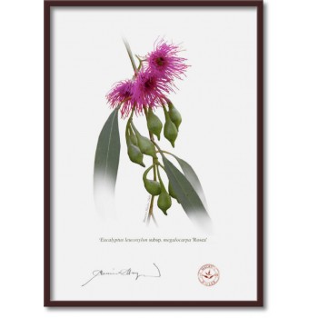 Eucalyptus leucoxylon subspecies Diptych - A4 Flat Prints, No Mats