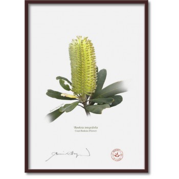 192 Coast Banksia Flower (Banksia integrifolia) - A4 Flat Print, No Mat