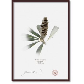 194 Coast Banksia Seed Cone and Leaf (Banksia integrifolia) - A4 Flat Print, No Mat
