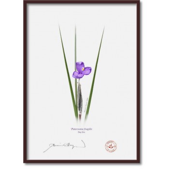204 Day Iris (Patersonia fragilis) - A4 Flat Print, No Mat