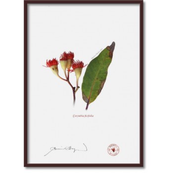 224 Corymbia ficifolia - A4 Flat Print, No Mat