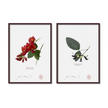 Kennedia species Diptych - A4 Flat Prints, No Mats