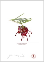 Rosemary Grevillea (Grevillea rosmarinifolia)