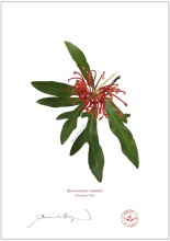 Firewheel Tree (Stenocarpus sinuatus)